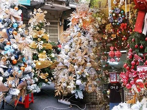 Hà Nội: Thị trường cây thông Noel nhộn nhịp, mức giá từ 10 - 20 triệu hút khách mua