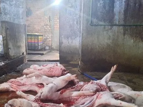 “Lên đời” heo chết ôi thối rồi tuồn ra thị trường