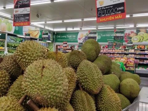 Coi chừng mất "bí kíp" trồng sầu riêng rải vụ vào tay nhà vườn Thái Lan