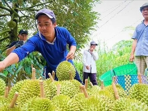 Doanh nghiệp Trung Quốc tiết lộ cách chốt đơn sầu riêng Việt ‘nhanh như chớp’