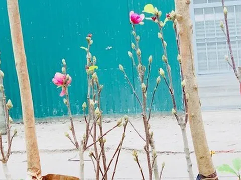Người Hà Nội chi tiền triệu mua mộc lan chơi Tết sớm