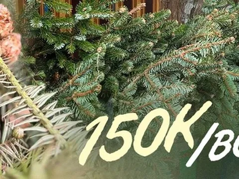 Hà Nội: Cận kề Giáng sinh, cành thông tươi giá bình dân được nhiều người lựa chọn