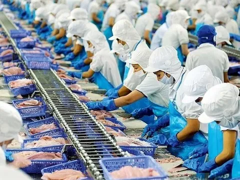 Vĩnh Hoàn (VHC) đứt mạch tăng trưởng liên tục, doanh thu tháng 11 xuống gần thấp nhất năm