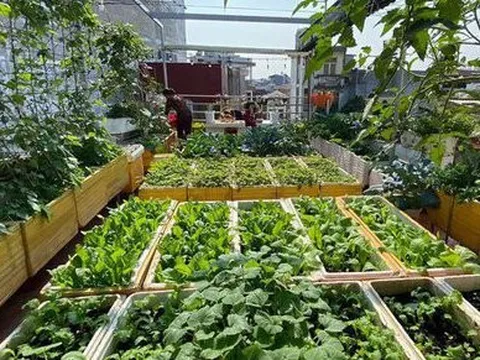 Khu vườn trên cao chỉ 40m² cung cấp rau sạch cho gia đình 6 người tại Hải Phòng