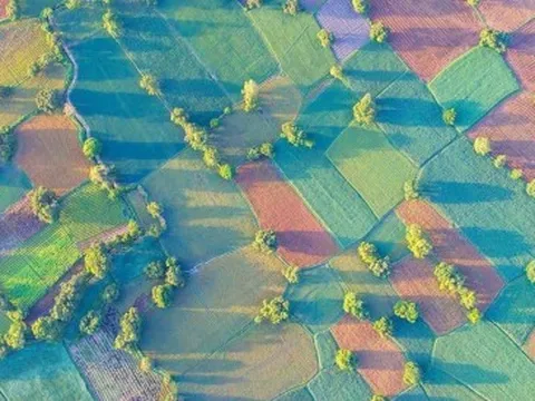 Cánh đồng độc đáo nhất miền Tây đẹp như tranh vẽ với các thửa ruộng màu sắc