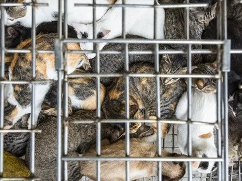 Phía sau việc Hội An "nói không" với tiêu thụ thịt chó, mèo