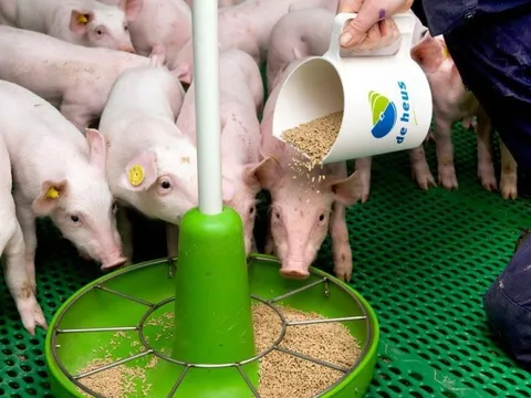 Top 10 Công ty Thức ăn chăn nuôi uy tín năm 2022: C.P Việt Nam tiếp tục dẫn đầu, một "ông lớn" từ Hà Lan bứt phá ấn tượng còn Dabaco đuối sức