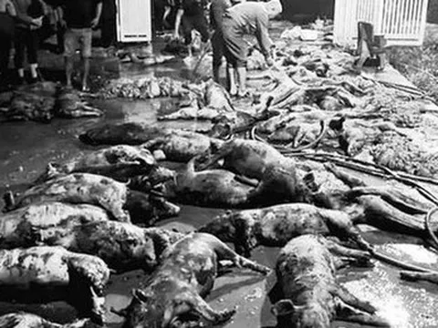 Xót xa khi gần 1.300 con lợn bị chết cháy trong đêm