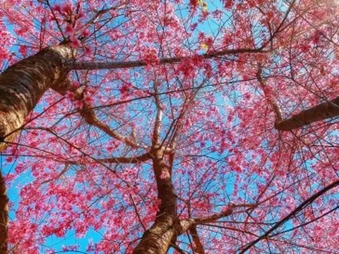 Mai anh đào nhuộm sắc hồng, Đà Lạt đẹp ngẩn ngơ