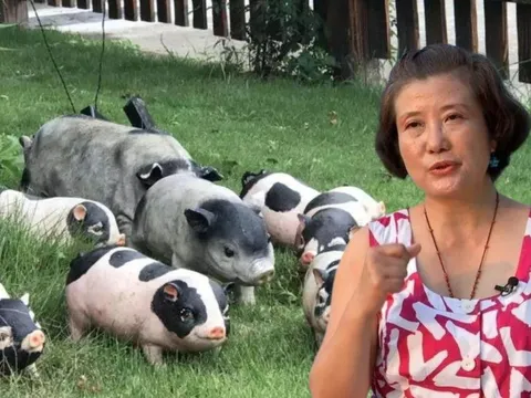 Thạc sĩ 56 tuổi kiếm 27 tỷ đồng/năm nhờ chăn nuôi giống lợn sắp tuyệt chủng: Thành bại trong kinh doanh phụ thuộc vào 2 yếu tố tiên quyết