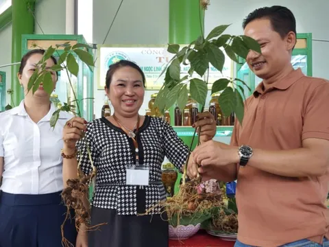 Quảng Nam sẽ tổ chức Lễ hội sâm quốc gia lần thứ nhất