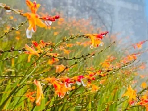 Nhiệt độ xuống dưới 0 độ C, đỉnh Fansipan xuất hiện băng giá