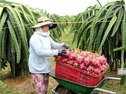Bình Thuận: Cử tri đề nghị được cấp thêm điện chong đèn thanh long