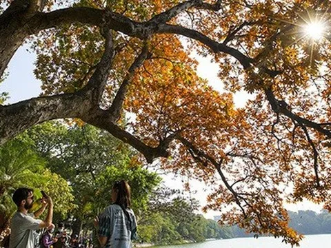 Cây lộc vừng 9 gốc bên Hồ Gươm đổi màu vàng cam tuyệt đẹp