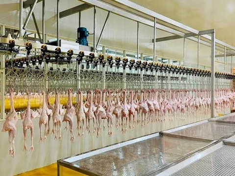 Nhà máy chế biến gà Marathon của bầu Đức đi vào hoạt động, công suất 5.000-7.000 con/ngày