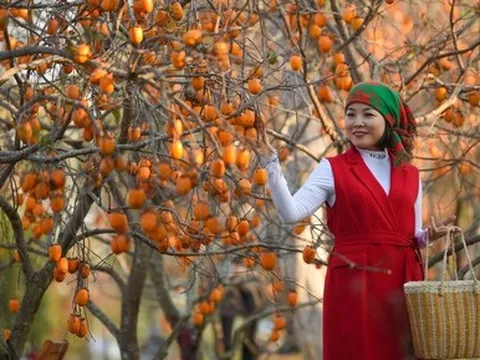 Vườn hồng Mộc Châu chín đỏ giữa trời Hà Nội, thu hút nhiều người tới check-in