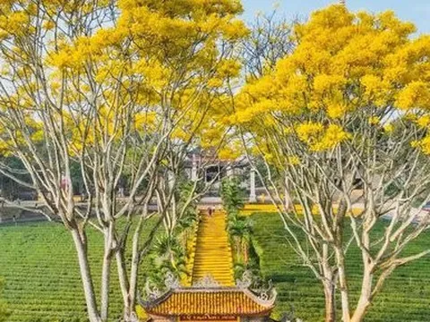 Khung cảnh lãng mạn như phim ở tu viện Bát Nhã khi mùa phượng vàng nở
