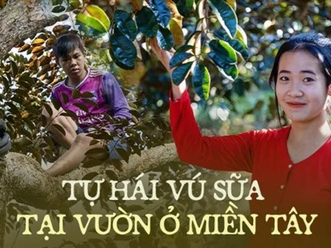 Cuối năm trải nghiệm vào vườn vú sữa tím cực sai quả ở Cần Thơ, vừa ăn vừa hái trái mang về