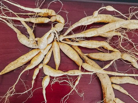 Nông dân Bắc Giang thu tiền tỷ mỗi năm nhờ trồng sâm tiến vua