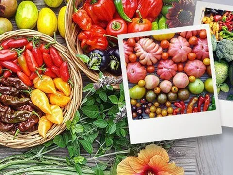 Cô gái nghỉ việc ở văn phòng, về quê sống sở hữu khu vườn đầy ắp rau củ