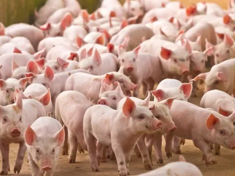 VinaCapital: Trung Quốc nới lỏng “Zero Covid” gây áp lực lên giá thịt lợn Việt Nam