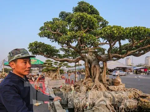 Dàn cây cảnh tiền tỷ đổ bộ về Hà Nội trước Tết Dương lịch