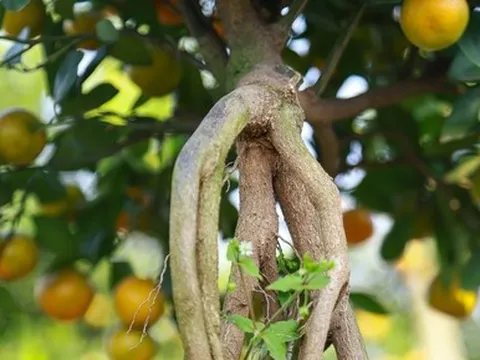 Quất mộc căn giá chục triệu cháy hàng ở Hà Nội trước Tết Quý Mão