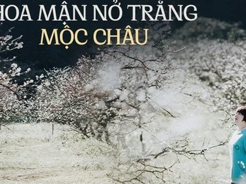 Về Mộc Châu ngắm hoa mận nở trắng trời, người bản địa tiết lộ bí quyết để có bức hình đẹp