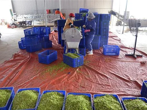 Giảm thuế VAT giúp hỗ trợ doanh nghiệp và người dân trong năm 2023