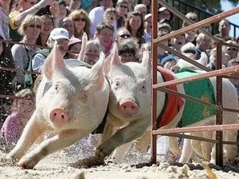 Trung Quốc chính thức mở cửa, Dabaco, Heo ăn chuối HAGL, Heo ăn chay BAF được kỳ vọng lớn, cổ phiếu thi nhau bật trần