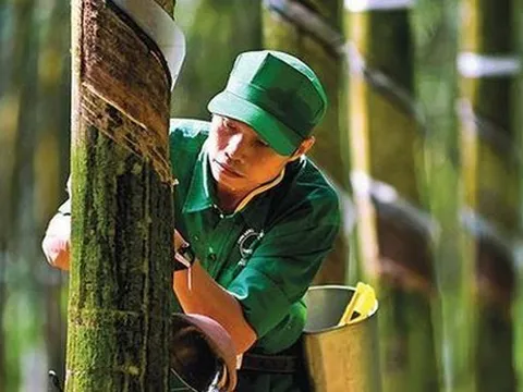 Tập đoàn Cao su Việt Nam (GVR) hoàn thành kế hoạch kinh doanh năm 2022 sau khi điều chỉnh giảm kế hoạch vào phút chót