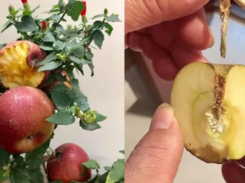 1001 chuyện tréo ngoe khi mua cây cảnh chơi Tết: táo bonsai nở ra hoa dâm bụt, quả sung được gắn keo 502