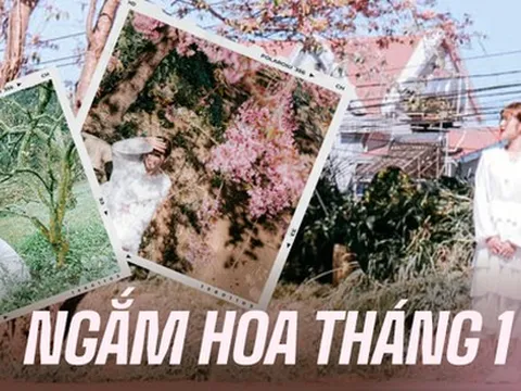 Đầu năm đi "săn hoa nở" tại các vùng núi xinh đẹp, toàn những loài hoa khiến dân tình chờ cả năm để được chụp hình