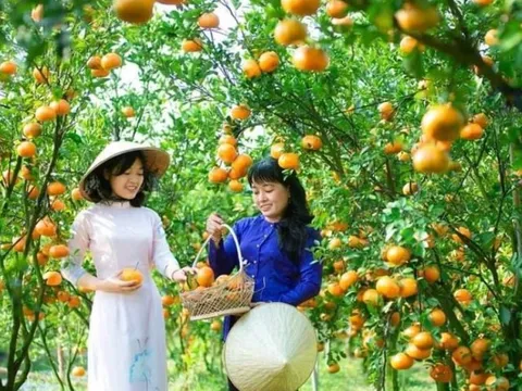 Lễ hội quýt hồng Lai Vung rộn ràng đón xuân Quý Mão