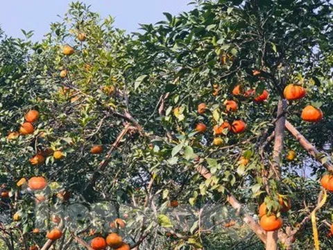 Mục sở thị đồi cam chín vàng đang 'ém hàng' chờ Tết
