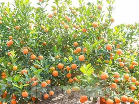 Quất bonsai 'ôm nhà cổ' độc, lạ hút khách