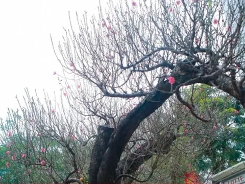 Đào rừng cổ thụ hơn trăm triệu đồng tràn phố Hà Nội