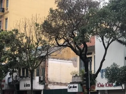 Cây xanh 80 tuổi ở trung tâm Thủ đô nghi bị đầu độc hoá chất