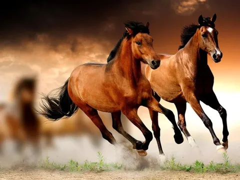 VNDirect: Hưởng lợi từ siêu dự án Long Thành và cao tốc Bắc Nam, nhóm công ty hàng đầu như Vinaconex, Hạ tầng Đèo Cả, Hoà Bình, Coteccons... bứt phá ngay đầu năm