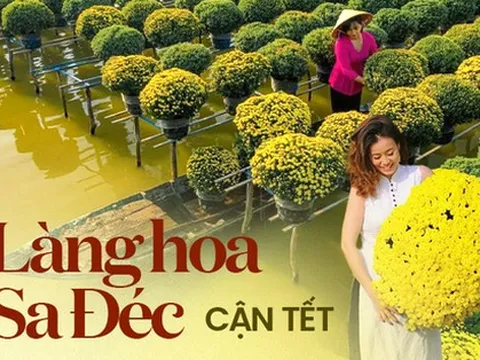 Làng hoa Sa Đéc rực rỡ đón Tết, nhiều người rục rịch lên kế hoạch đến “sống ảo” và ngắm muôn loài hoa