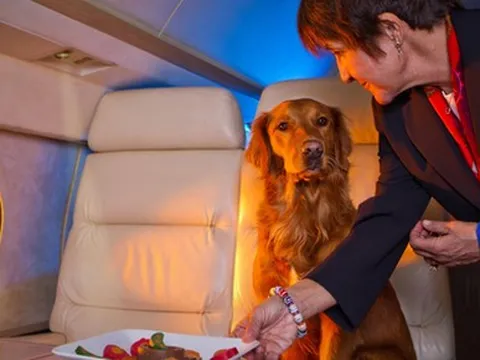 Thú vui kỳ lạ của giới nhà giàu khi đi du lịch: Gội đầu bằng nước có ga, thuê máy bay cho chó
