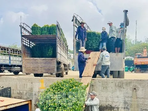 Trời vừa hửng nắng, tàu chạy hết công suất để kịp ‘chở Tết’ ra đảo Lý Sơn