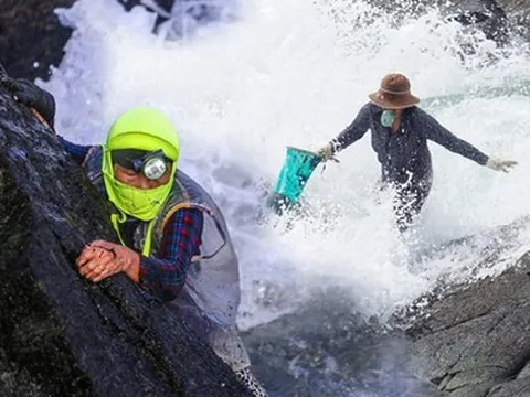Những người phụ nữ leo trên gành đá, dầm mình trong mưa để săn đặc sản tiến vua: “Mong 1 cái Tết ấm no”