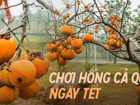 Xu hướng chưng cây nguyên quả vào ngày Tết của nhiều gia đình giúp loài cây này tăng giá cả chục triệu đồng một chậu