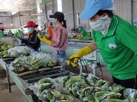 Xuất khẩu nông sản 2023: Kỳ vọng những mặt hàng chủ lực