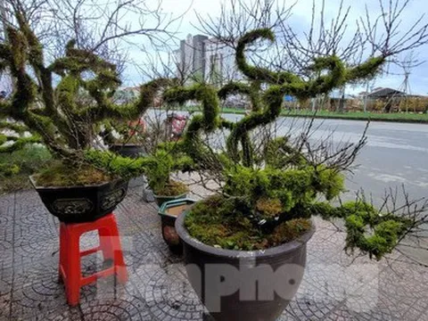 Độc lạ nhất chi mai phủ kín rêu xanh tỏa mình trên thuyền gỗ