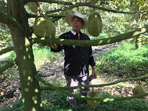 Nhà vườn sầu riêng ăn Tết rủng rỉnh nhờ thị trường Trung Quốc