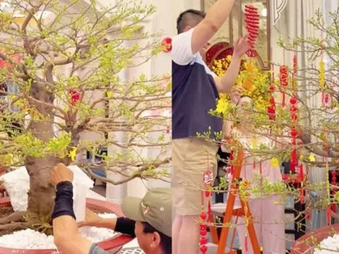 Đẳng cấp nữ đại gia Đoàn Di Băng chơi hoa Tết: Cây mai cực đẹp, 4 người khiêng mới nổi