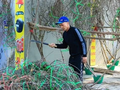 Tiểu thương ngậm ngùi chặt bỏ đào để về quê