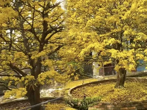 Dân mạng loá mắt với cây mai khổng lồ to bằng sân nhà, gia chủ tìm người nhặt lá mai cũng khó